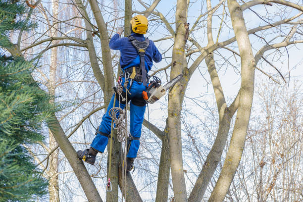 Best Firewood Processing and Delivery  in Timberne, LA